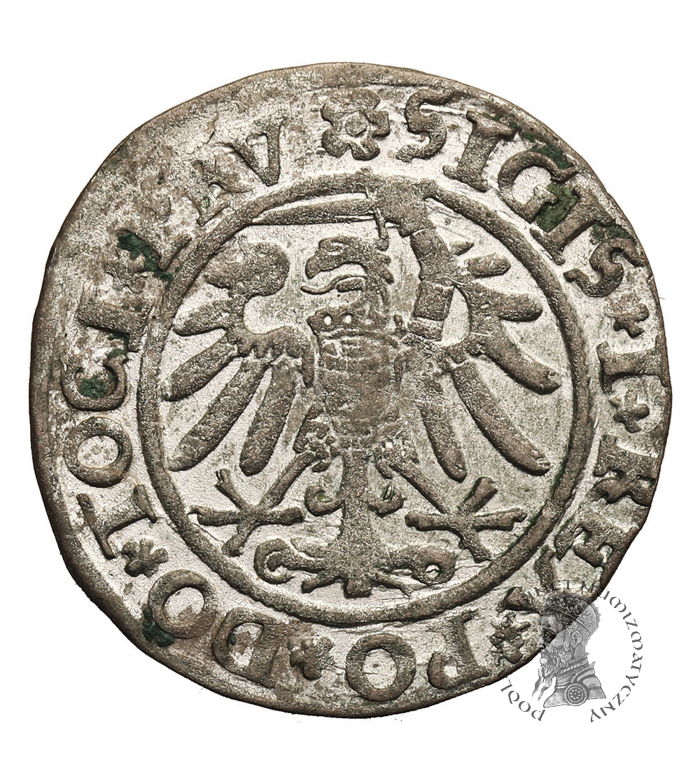 Polska. Zygmunt I Stary, 1506-1548. Grosz 1534, mennica Elbląg - PRV / ELBINK