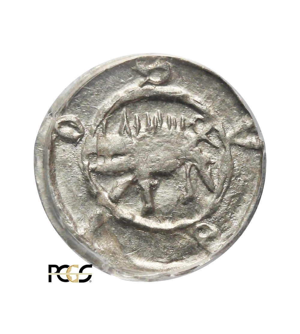 Śląsk. Świdnica halerz bez daty, ok 1430, PCGS MS 62 Śląsk. Świdnica halerz bez daty, ok 1430, PCGS MS 62