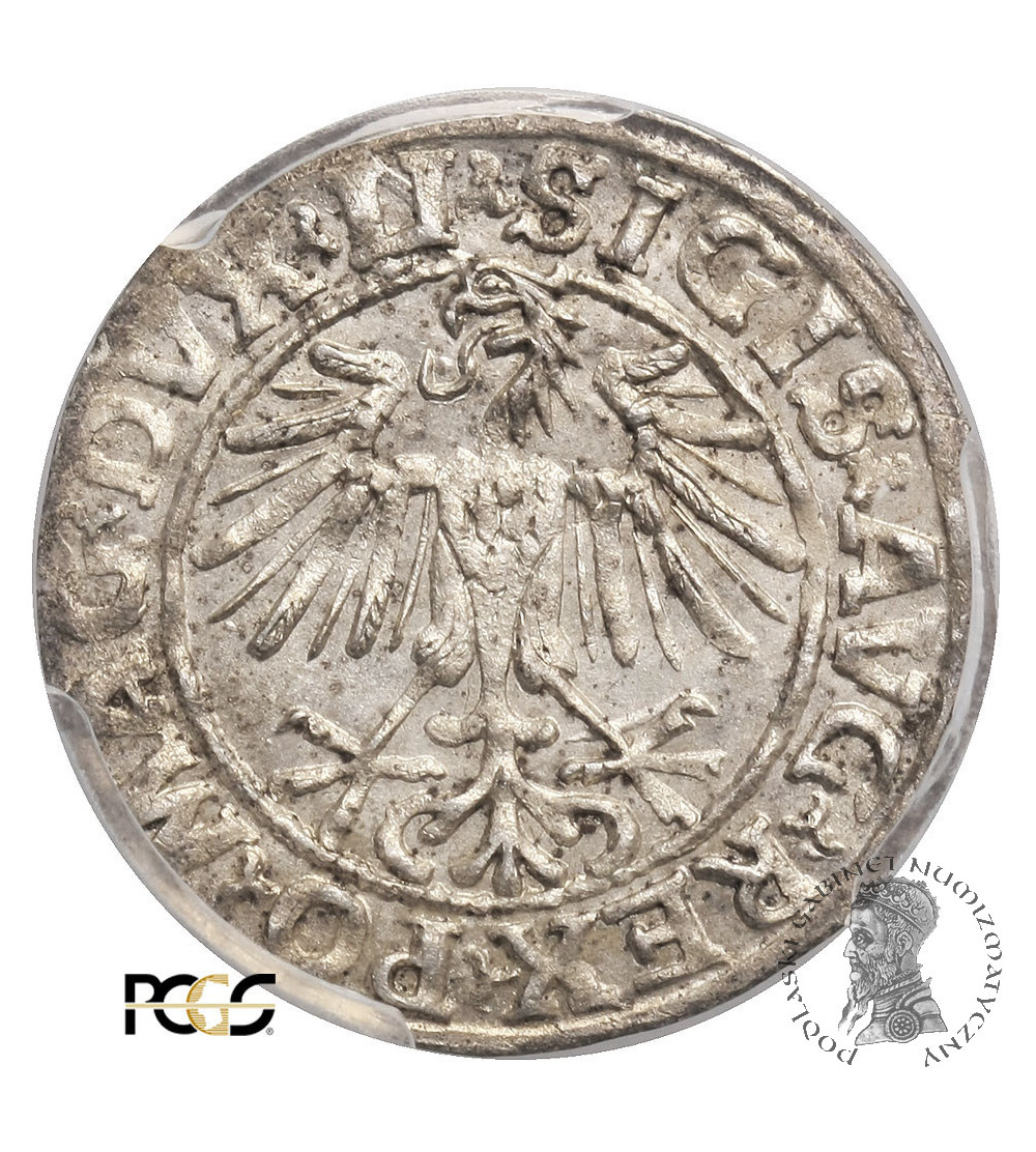 Polska, Zygmunt II August. Półgrosz (1/2 grosza) 1549, Wilno - PCGS MS 63