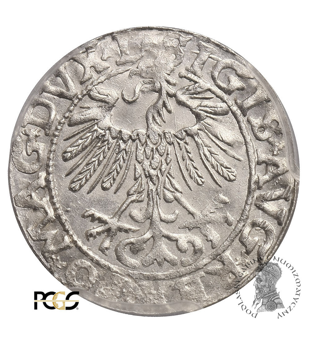 Poland / Lithuania, Zygmunt II August 1545-1572. Lithuanien Polgrosz (1/2 Grosza) 1557, Vilnius - PCGS MS 63 Poland / Lithuania, Zygmunt II August 1545-1572. Lithuanien Polgrosz (1/2 Grosza) 1557, Vilnius - PCGS MS 63