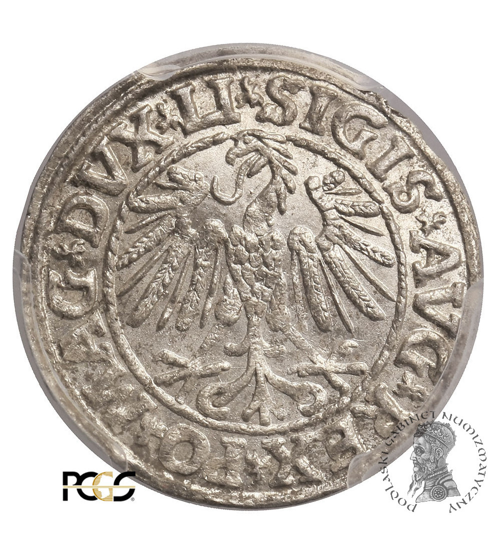 Polska, Zygmunt II August 1545-1572. Półgrosz litewski (1/2 grosza) 1547, Wilno - PCGS MS 63 Polska, Zygmunt II August 1545-1572. Półgrosz litewski (1/2 grosza) 1547, Wilno - PCGS MS 63