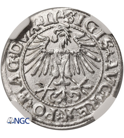 Polska / Litwa, Zygmunt II August 1545-1572. Półgrosz litewski (1/2 grosza) 1549, Wilno - NGC MS 65