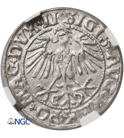 Polska / Litwa, Zygmunt II August 1545-1572. Półgrosz litewski (1/2 grosza) 1550, Wilno - NGC MS 64
