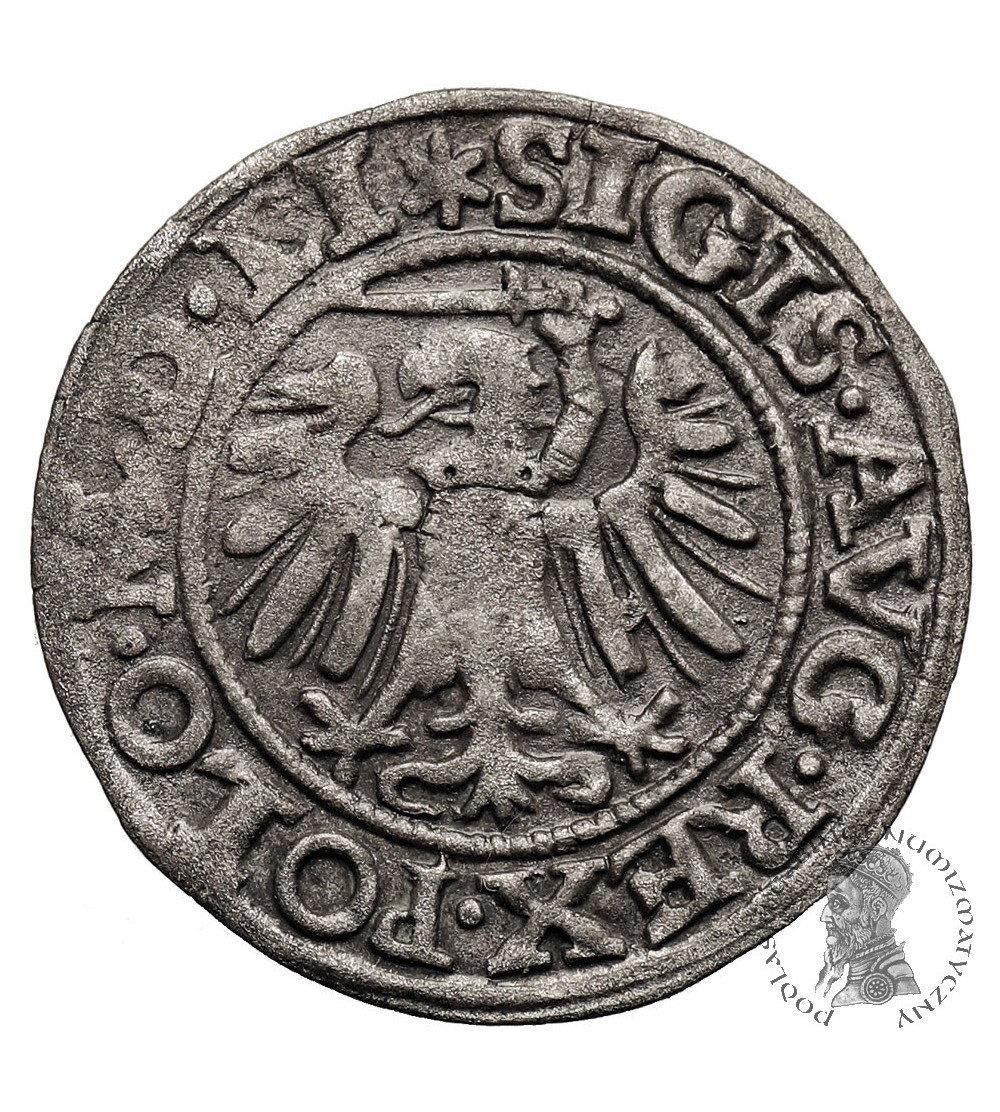 Poland, Zygmunt II August 1545-1572. Szelag (Schilling) 1549, Danzig (Gdansk) mint, Ex WAG / Künker